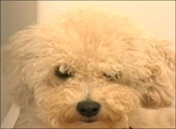 اميريكية متهمة باهمالها بتربية 103 كلاب!! صورة رقم 2 اميريكية متهمة باهمالها بتربية 103 كلاب!! صورة رقم 2