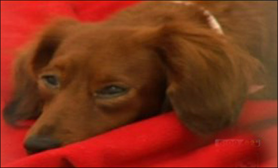 اميريكية متهمة باهمالها بتربية 103 كلاب!! صورة رقم 3 اميريكية متهمة باهمالها بتربية 103 كلاب!! صورة رقم 3