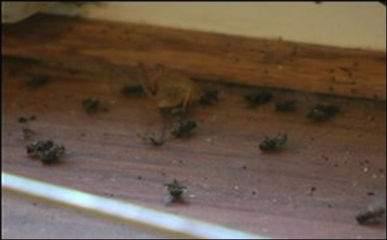 اميريكية متهمة باهمالها بتربية 103 كلاب!! صورة رقم 4 اميريكية متهمة باهمالها بتربية 103 كلاب!! صورة رقم 4