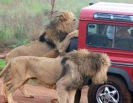 الأسود تهاجم سائحا وتنهشه حتى الموت أثناء استحمامه! صورة رقم 1 الأسود تهاجم سائحا وتنهشه حتى الموت أثناء استحمامه! صورة رقم 1