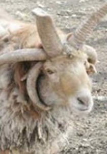 إليكم نصائح لاختيار خروف العيد!! صورة رقم 1