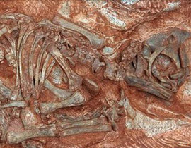 اكتشاف بيوض متحجرة تحوي أقدم أجنة في العالم! صورة رقم 1 اكتشاف بيوض متحجرة تحوي أقدم أجنة في العالم! صورة رقم 1