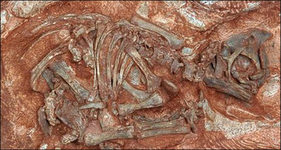 اكتشاف بيوض متحجرة تحوي أقدم أجنة في العالم! صورة رقم 3 اكتشاف بيوض متحجرة تحوي أقدم أجنة في العالم! صورة رقم 3