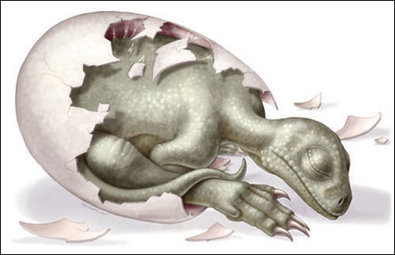 اكتشاف بيوض متحجرة تحوي أقدم أجنة في العالم! صورة رقم 2 اكتشاف بيوض متحجرة تحوي أقدم أجنة في العالم! صورة رقم 2