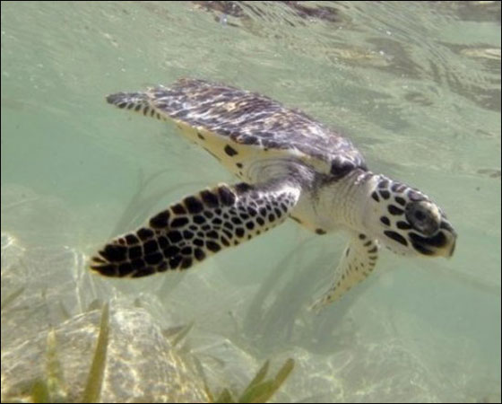 احذروا.. لحم سلحفاة بحرية يتسبب بوفاة 6 اشخاص!!  صورة رقم 2