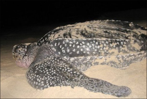 احذروا.. لحم سلحفاة بحرية يتسبب بوفاة 6 اشخاص!!  صورة رقم 3