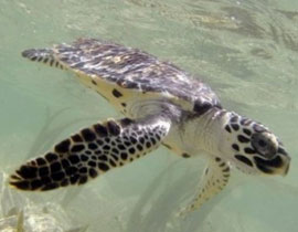 احذروا.. لحم سلحفاة بحرية يتسبب بوفاة 6 اشخاص!!  صورة رقم 1