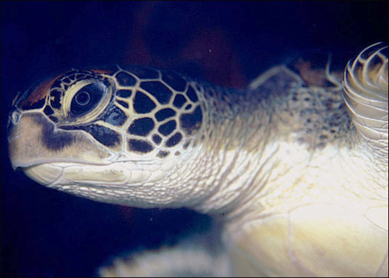 احذروا.. لحم سلحفاة بحرية يتسبب بوفاة 6 اشخاص!!  صورة رقم 5