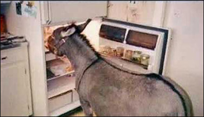 تأخر في تقديم الافطار.. فهاج الحمار عليه وقتله! صورة رقم 1