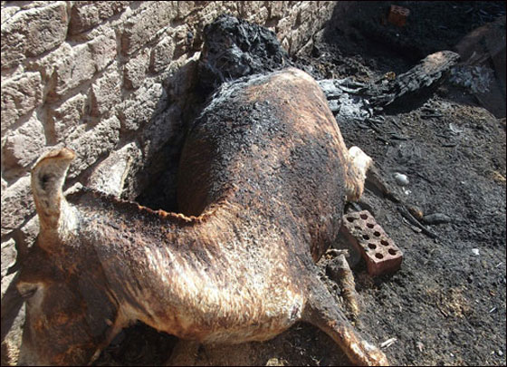 مصر: شغب وحرائق بعد اكتشاف علاقة بين مسيحي ومسلمة!  صورة رقم 4