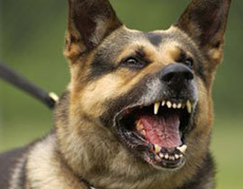 دمشق.. عراك بين كلبين يوقع قتيلا وجرحى!! صورة رقم 1 دمشق.. عراك بين كلبين يوقع قتيلا وجرحى!! صورة رقم 1