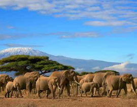 فيتنام: قطيع فيلة 