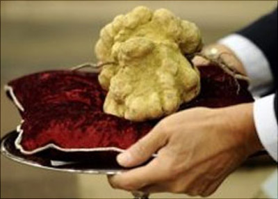 الحبر الأعظم يهب الفقراء كمأة تبلغ قيمتها 100 الف! صورة رقم 1 الحبر الأعظم يهب الفقراء كمأة تبلغ قيمتها 100 الف! صورة رقم 1