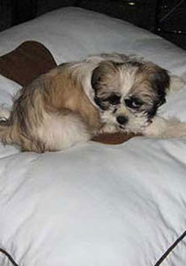 في مصر: فندق للكلاب الاغنياء!! صورة رقم 1