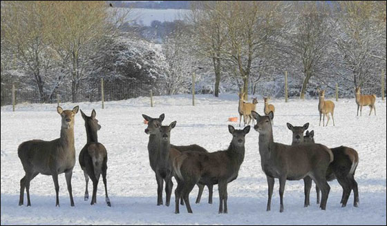 الثلج يغزو بريطانيا في أبكر شتاء منذ 17 عاما!!! صورة رقم 13 الثلج يغزو بريطانيا في أبكر شتاء منذ 17 عاما!!! صورة رقم 13