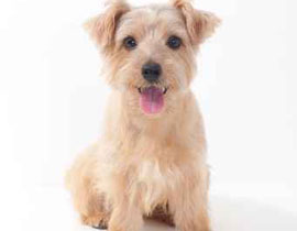 ركلة قدم ركلة قدم