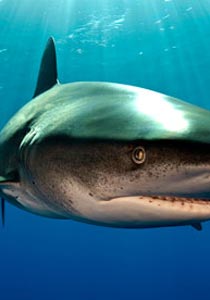 مصر.. البحث عن قرش هاجمت والتهمت اجزاءا من أجساد السياح صورة رقم 1