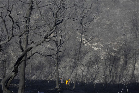 المزيد من الصور للكارثة في الكرمل  صورة رقم 37