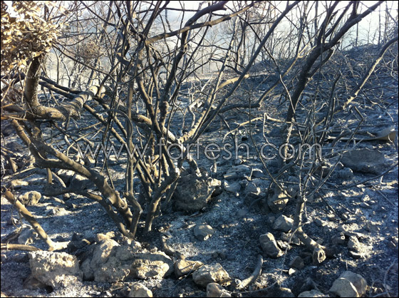 نار الكرمل انطفأت ونار التهم ولجان التحقيق اشتعلت! صورة رقم 8 نار الكرمل انطفأت ونار التهم ولجان التحقيق اشتعلت! صورة رقم 8