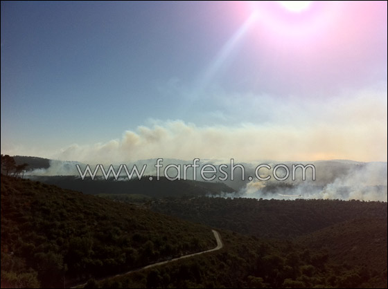 الشرطة: اهمال المواطنين هو السبب لاندلاع حريق الكرمل  صورة رقم 2