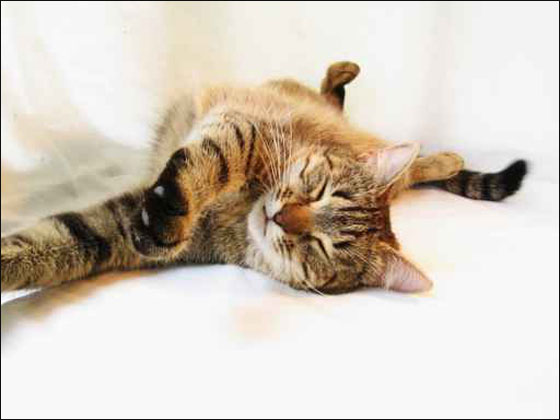 طالب فلبيني قتل هرة.. فسجن عامين!! صورة رقم 1