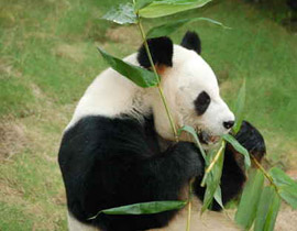 صيني نادم على اختراعه لفيروس خطير يتبرع بممتلكاته لحماية الباندا صورة رقم 1 صيني نادم على اختراعه لفيروس خطير يتبرع بممتلكاته لحماية الباندا صورة رقم 1