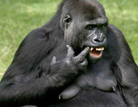 قرد يداهم مدرسة بمكة وينهش طالبة! صورة رقم 1