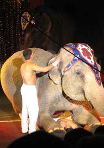 26 الف دولار تعويضا لمدرب فيلة حرم من توديع فيله! صورة رقم 1 26 الف دولار تعويضا لمدرب فيلة حرم من توديع فيله! صورة رقم 1