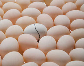 السجن لأب وابنته جلبا بيض حمام كوبي!! صورة رقم 1