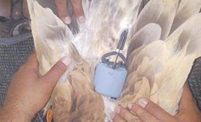 السعودية: اصطياد طائر جارح غريب.. داخل جسمه جهاز اسرائيلي صورة رقم 2