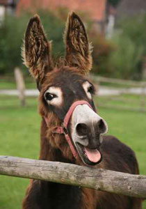 350 ألف فتوى في 2010.. أبرزها تحريم قتل الحمير وقيلولة الظهر! صورة رقم 1