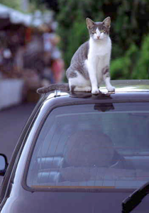 الرياض: رجل يطالب بتعويض عن حادث سببه 