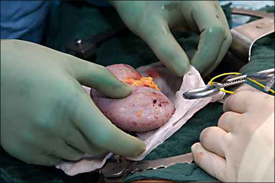 سرقة كلية مصرية دون علمها قبل 16 سنة!!! صورة رقم 1