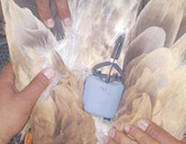 الطائر الذي اصطادته السعودية وعليه جهاز اسرائيلي فلّ من الجامعة العبرية! صورة رقم 1