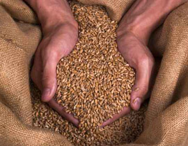 175 ألف طن من القمح الاسترالي والامريكي اشترته مصر صورة رقم 1