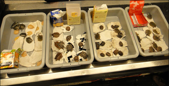 القبض على يابانيين حاولا تهريب 50 سلحفاة نادرة في علب بسكويت! صورة رقم 2