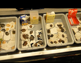 القبض على يابانيين حاولا تهريب 50 سلحفاة نادرة في علب بسكويت! صورة رقم 1