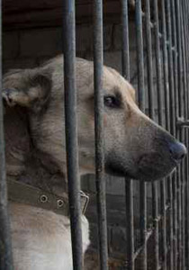 سخرية القدر..أسرائيليون يطالبون باحترام حقوق الكلاب!! صورة رقم 1