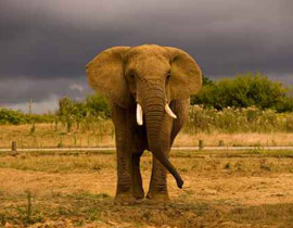 القبض على سوري يقطع فيلا نافقا الى ارب بهدف بيع لحمه! صورة رقم 1