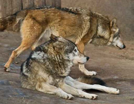 السويد: اقامة مسابقة سنوية لصيد الذئاب!! صورة رقم 1