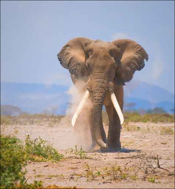 اكتشاف اطول واقدم ناب فيل بالعالم عمره 3 ملايين عام! صورة رقم 1