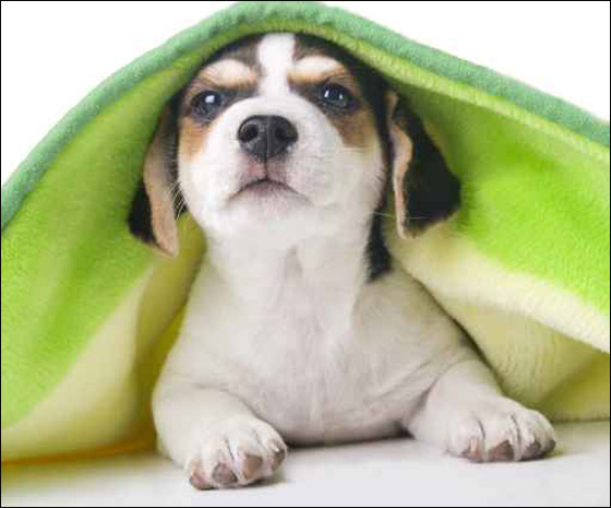 ضرب وعض جروا حتى الموت.. فسجن 5 اشهر! صورة رقم 1