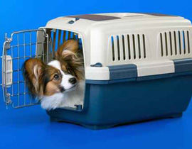 القبض على امريكية ارسلت كلبا بطرد بريدي! صورة رقم 1 القبض على امريكية ارسلت كلبا بطرد بريدي! صورة رقم 1