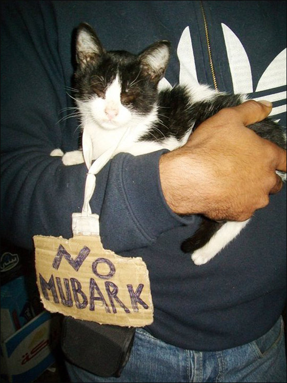 بالصور.. شعارات ظريفة طريفة مضحكة ومبكية من ميدان التحرير  صورة رقم 33