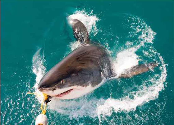 عضة قرش تتسبب في 50 غرزة في ذراع استرالي صورة رقم 1 عضة قرش تتسبب في 50 غرزة في ذراع استرالي صورة رقم 1