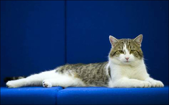 بعد تقاعد هامفري.. القط لاري في وظيفة رسمية صورة رقم 1 بعد تقاعد هامفري.. القط لاري في وظيفة رسمية صورة رقم 1