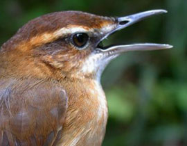 الحيوانات تستبدل الملكة اليزابيث على العملة النقدية في فيجي! صورة رقم 1 الحيوانات تستبدل الملكة اليزابيث على العملة النقدية في فيجي! صورة رقم 1