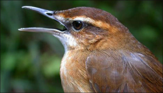 الحيوانات تستبدل الملكة اليزابيث على العملة النقدية في فيجي! صورة رقم 4 الحيوانات تستبدل الملكة اليزابيث على العملة النقدية في فيجي! صورة رقم 4