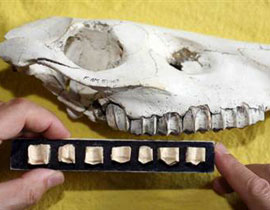 أسنان حصان قبل 55.5 مليون سنة تكشف سبب تغيير غذائه! صورة رقم 1