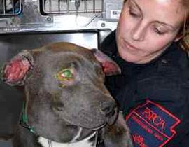 سجن رجل ومنعه من رؤية ولديه لإضرامه النار بجرو!! صورة رقم 1 سجن رجل ومنعه من رؤية ولديه لإضرامه النار بجرو!! صورة رقم 1